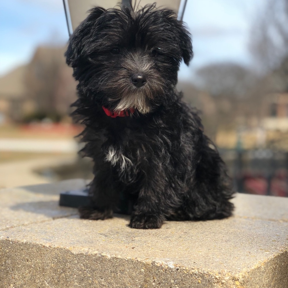 Meet your Posher, Riley